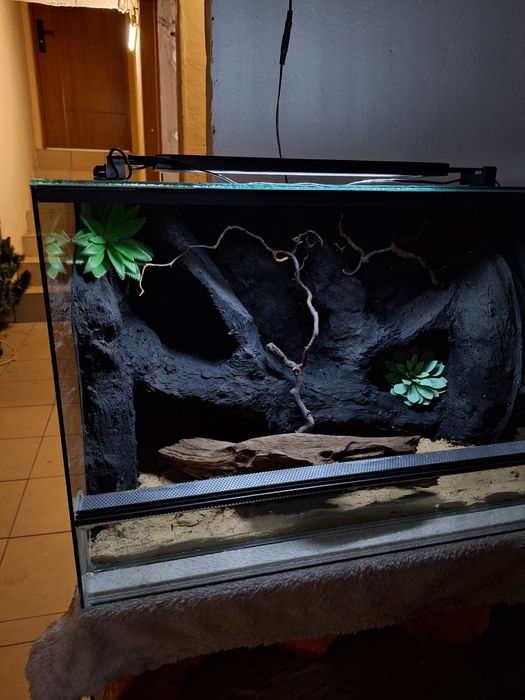 Terrarium z gekonem lamparcim gekon agama wąż