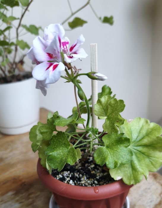Nadwyżki parapetowe. Pelargonie sadzonki