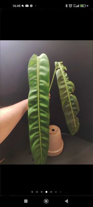 Philodendron Patriciae