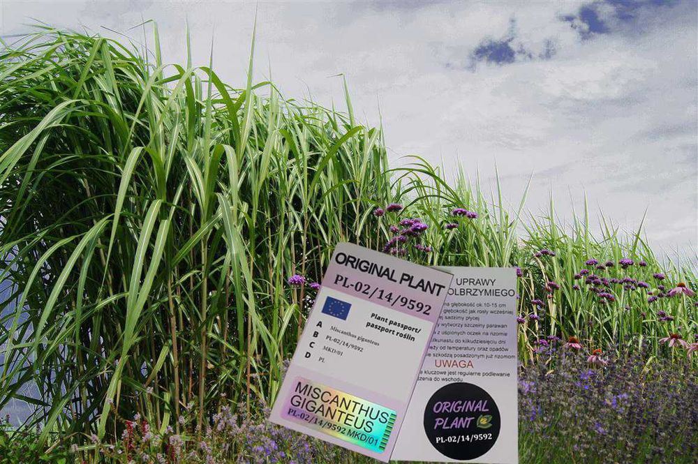 Miskant Olbrzymi-Giganteus.na żywopłot-ORYGINALNY! Duża karpa XXX!!!