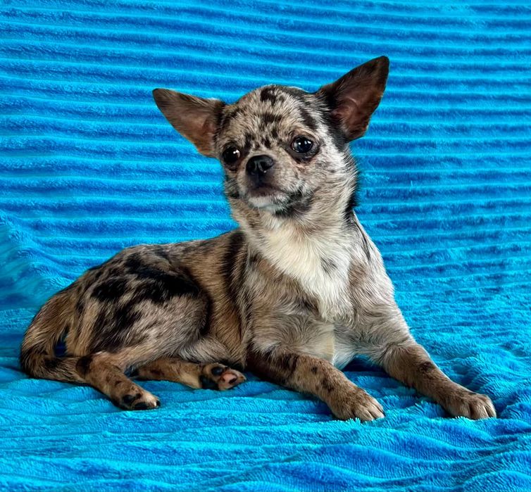 Chihuahua śliczny niebieski piesek