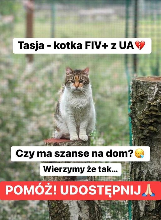 Tasja 4 lata czeka na dom! FIV+