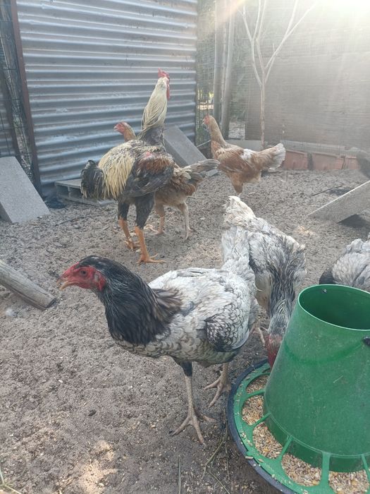 Ovos e Pintos de Índio Gigante