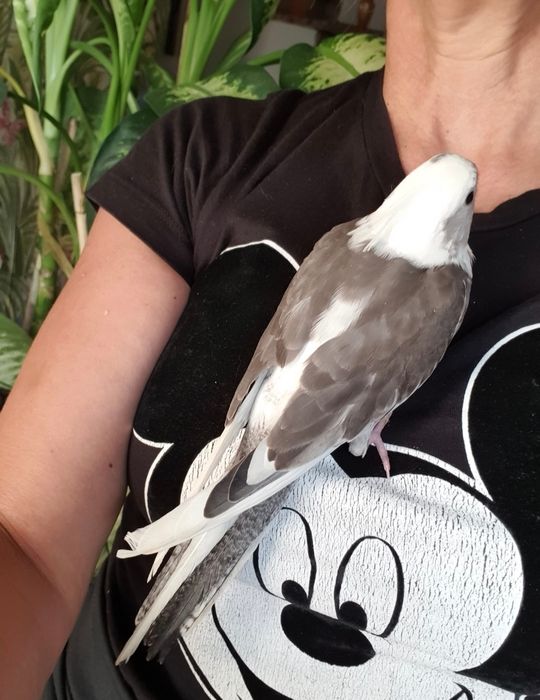 Caturra para acabar de criar à mão