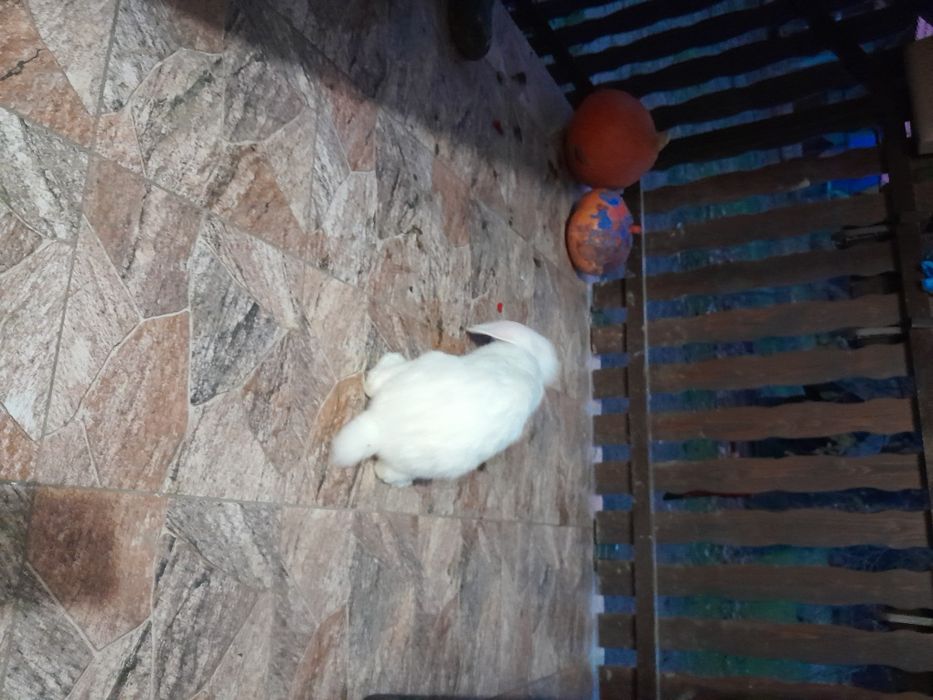 Sprzedam samice królika