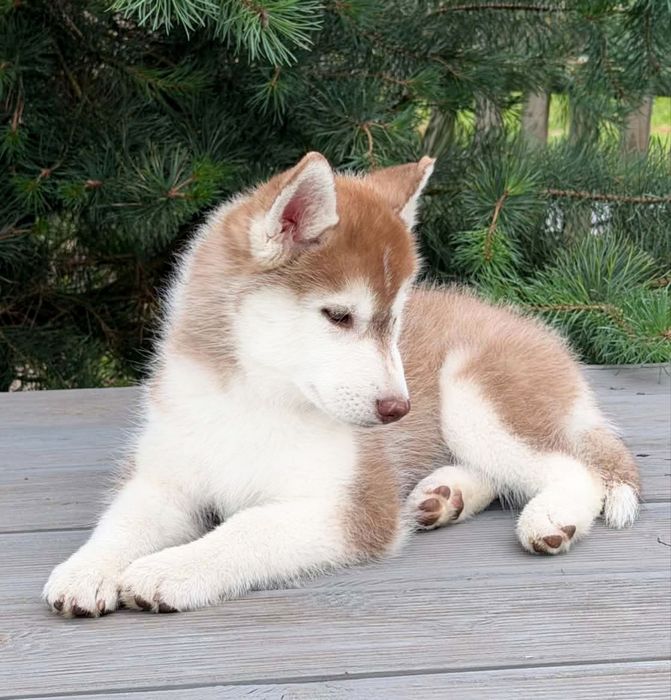 Siberian Husky/Suczka/Wybitna, ciemnooka