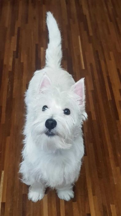 suczka West Highland White Terrier z metryką ZKWP po  Championie