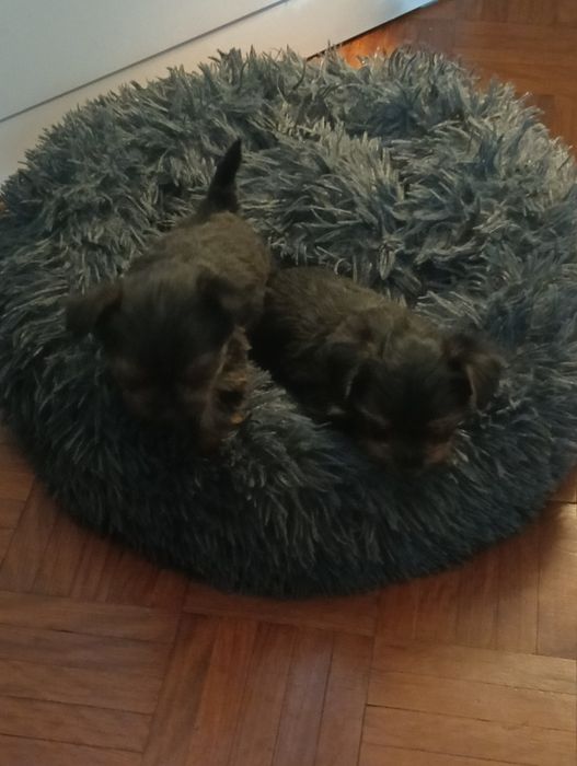 Mini Yorkshire Terrier