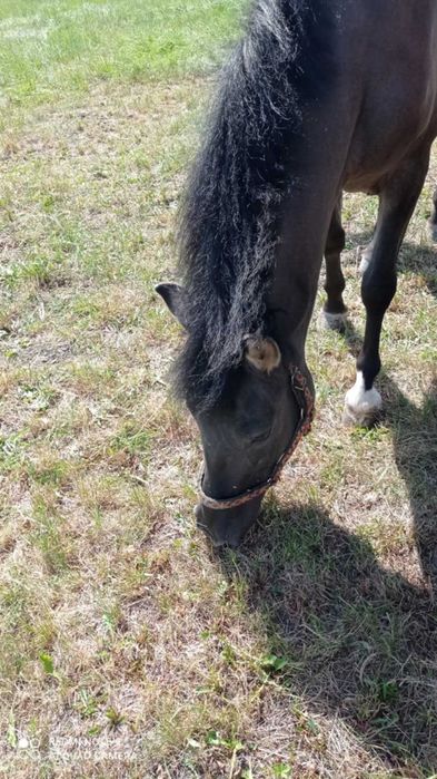 Sprzedam  klacz konika polskiego