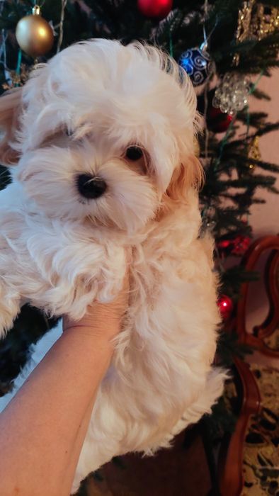 Девочка мальтипу ф1.