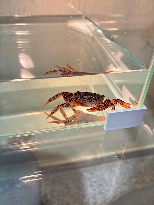 pantherina, caranguejo-pantera,