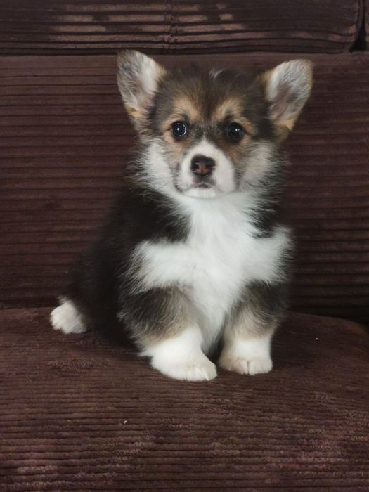 Welsh Corgi Pembroke