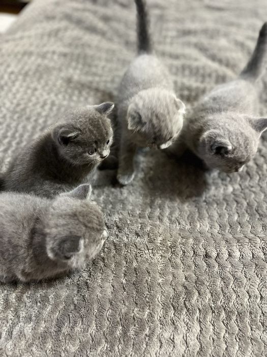 Британські кошенята