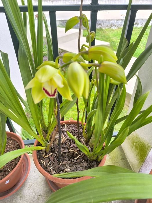 Orquídea Verde e Lima