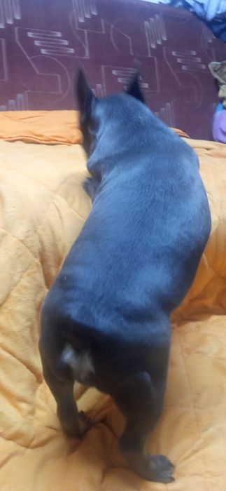 Бульдоги де франсе