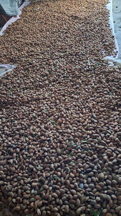 AMÊNDOA com casca — 2€/KG