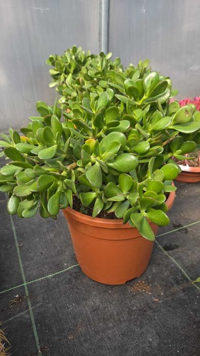 Sukulenty kolekcjonerskie | Echeveria, Crassula, Aeonium, Cotyledon | Egzotyczne rośliny