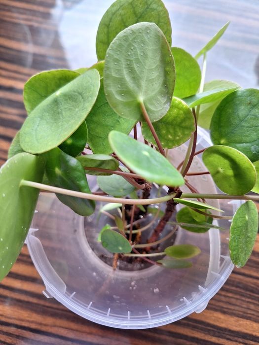 Kwiat pieniążek sadzonka pieniążka Pilea