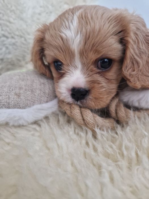 Cavalier sunia z rodowodem