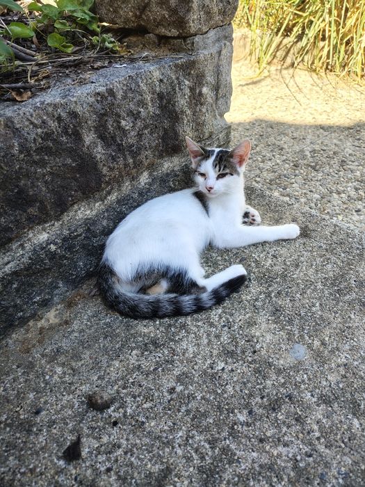 Da se gatinhas para adoção responsável