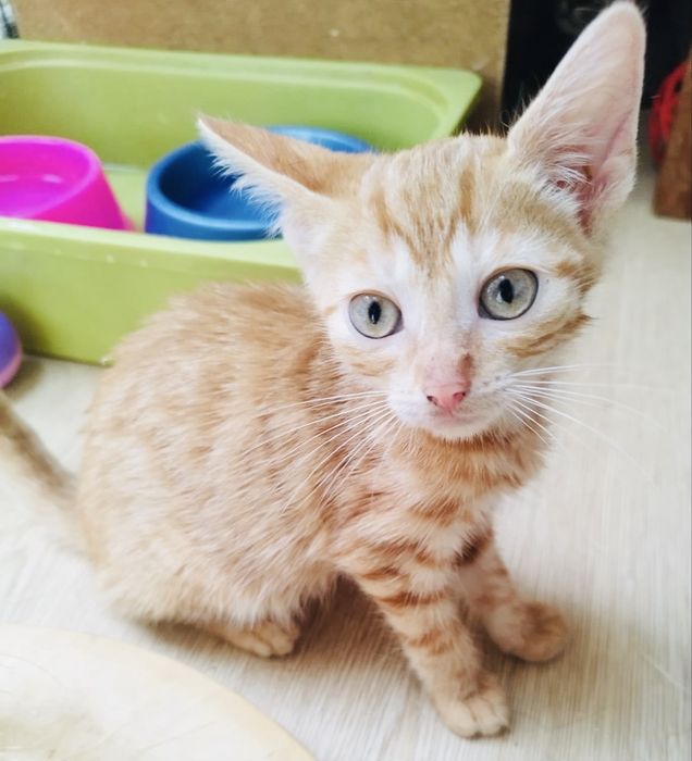 Cukierkowe kotki do adopcji