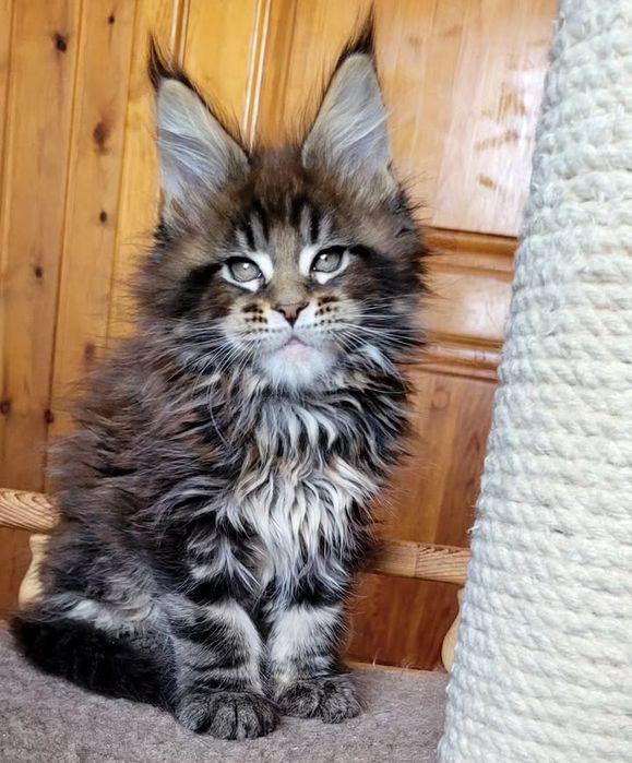 Шикарные детки мейн-кун на продажу