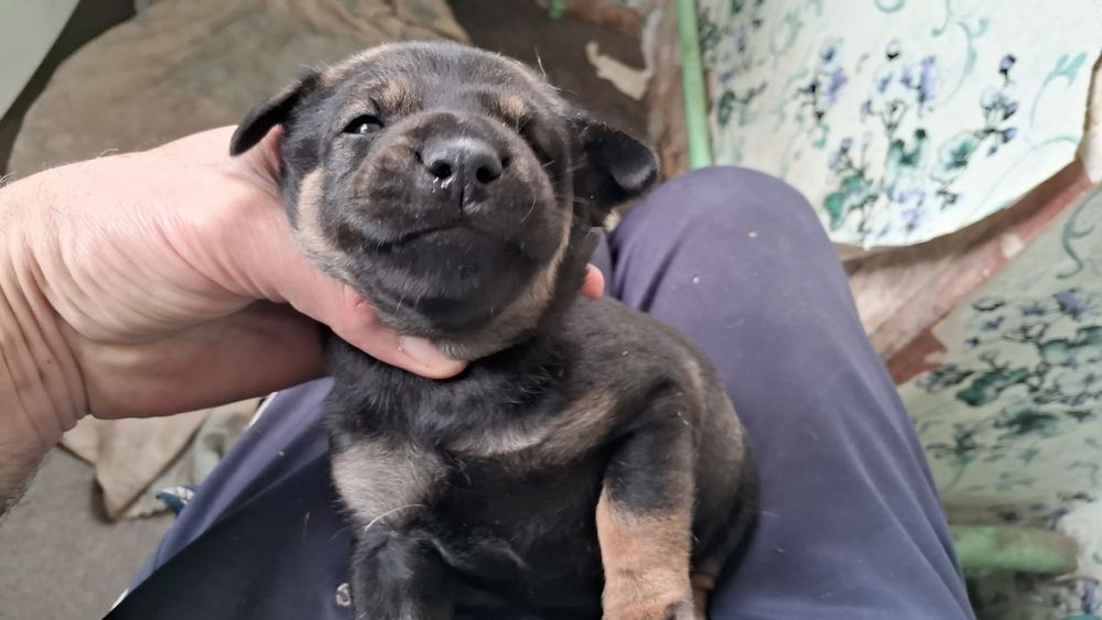 Щенки Гончей собаки