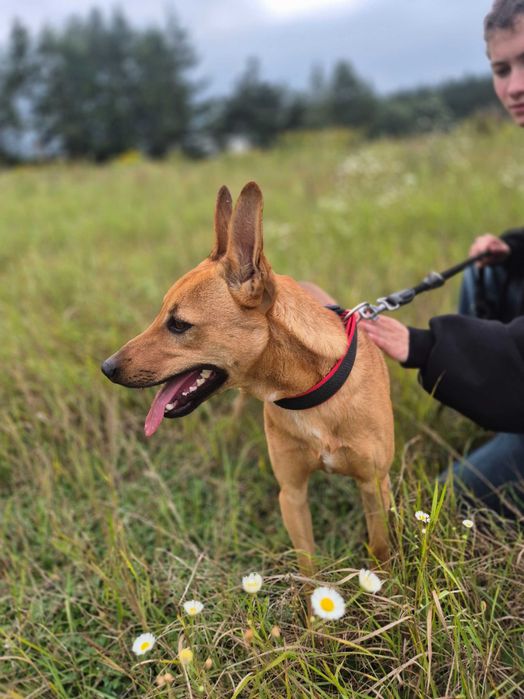 CIAPEK - cudowny, energiczny psiak do adopcji
