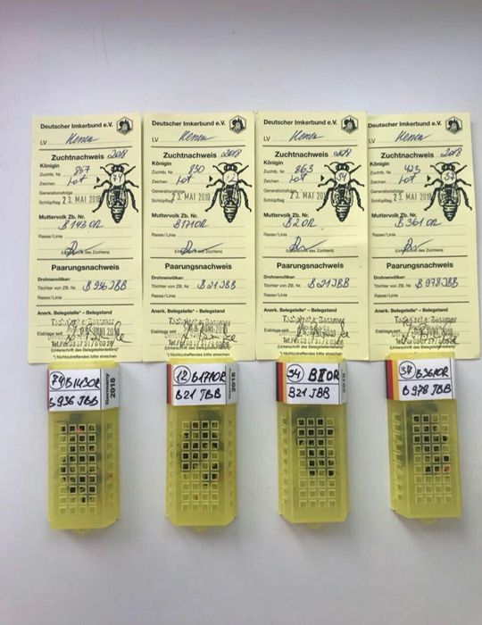 Бакфаст не плідні