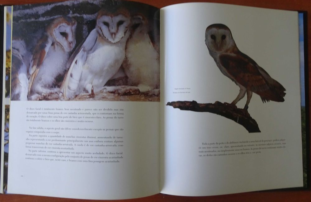 Testemunhos da Vida Selvagem - Aves de Rapina de José Antunes Rito