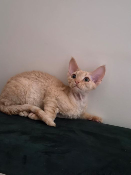 Kot devon rex, rudy kocurek FPL, FIFE