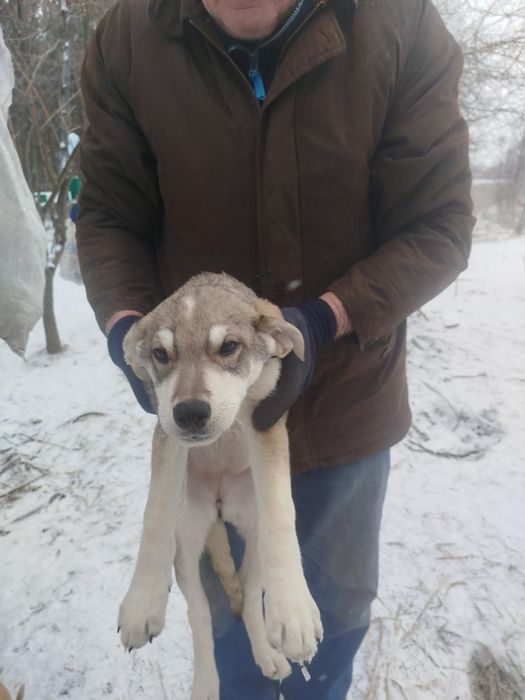 4 хлопчика і дві дівчинки терміново шукають дім