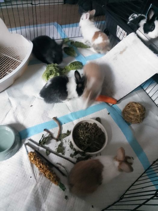Króliki karzełki, miniaturki