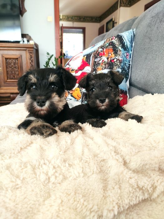 Sznaucer miniaturowy