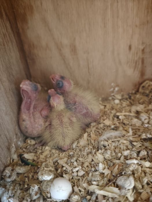 Caturras bebés para criar a mão