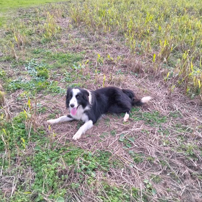 Border collie blue merle