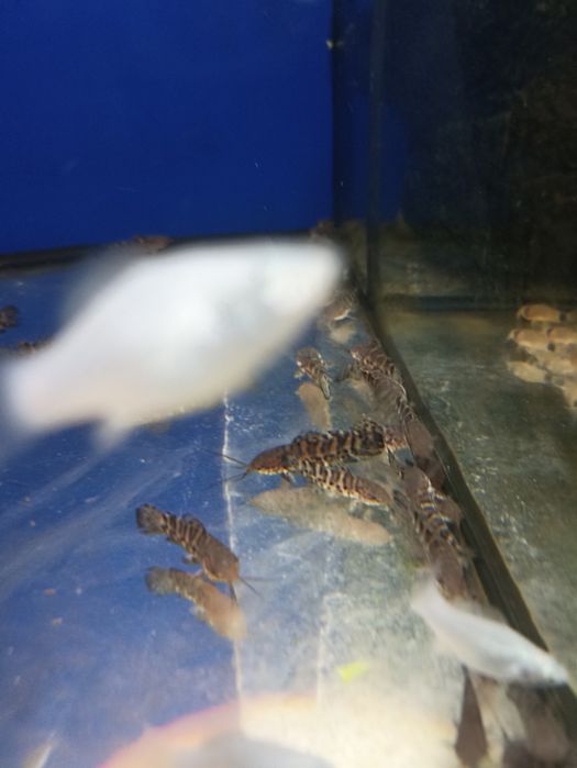 Таракатум 4см, аквариумна рыбка, сомик