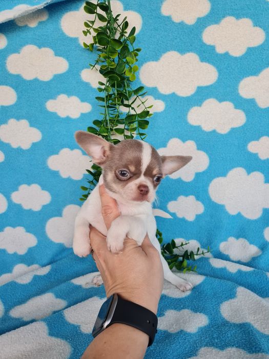 Estupenda mini menina chihuahua/chiuaua de Qualidade,LinhagemRussa