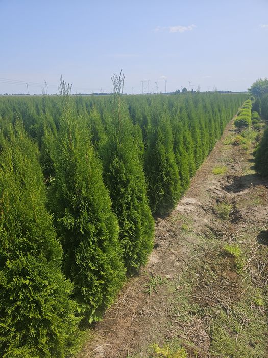 Tuja thuja szmaragd 170-180cm