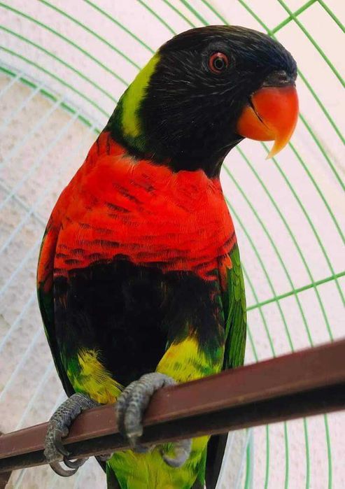 Aves exóticas criadas a mão