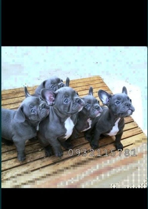 Фрнани в Голубом окрасе..