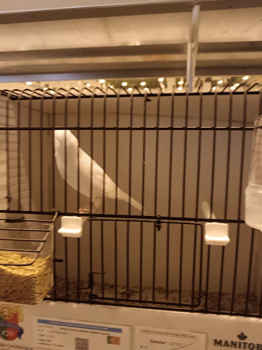 Canários brancos reprodutores