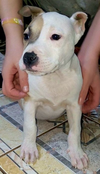 Цуценята Амстафф