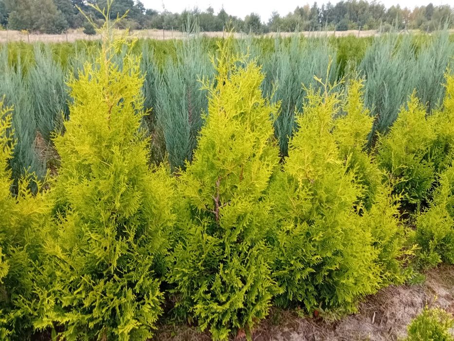 Jałowiec blue arrov 160 200 szmaragd braband,gold globosa  swierki