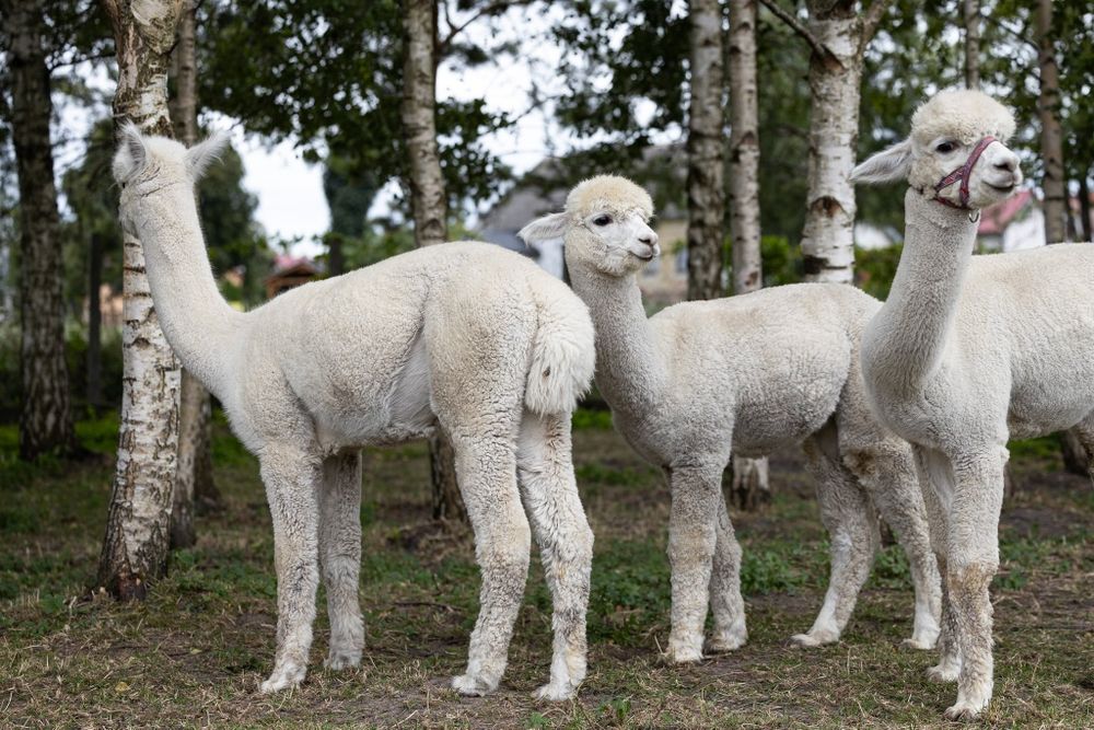 Alpaka samiec na sprzedaż