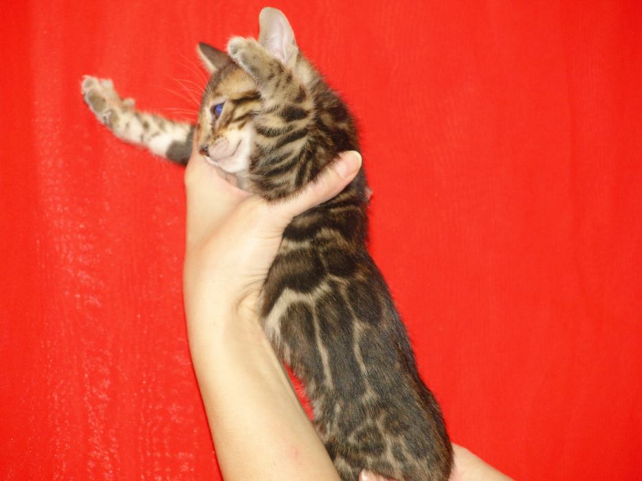 Бенгальські кошенята