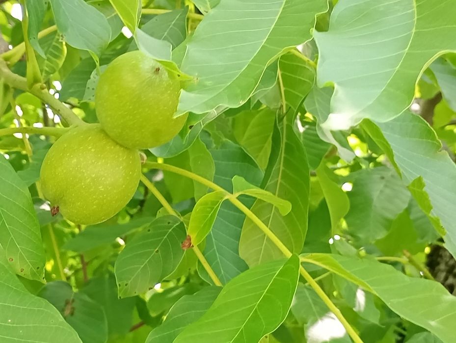 zielony orzech włoski- wyciąg -pasozyty, zatrucia,grzybica-100 ml