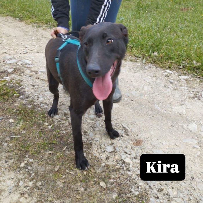 ‼️ Adoção Responsável ‼️