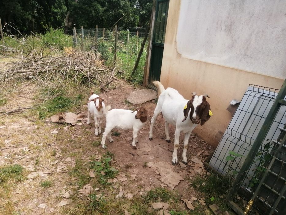 Boer  2  fêmeas x