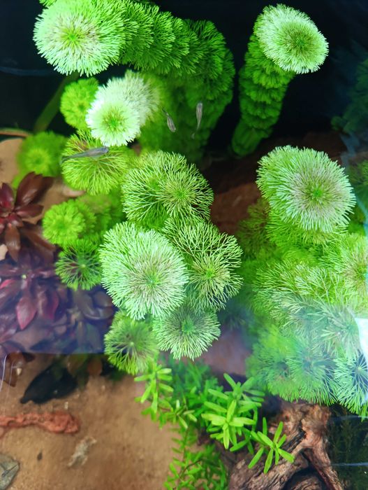 Planta de aquário de fácil manutenção